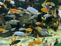 Great Lakes Aquarium photo 4
