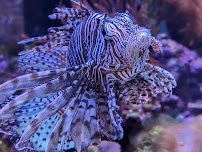 Great Lakes Aquarium photo 5
