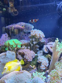 Great Lakes Aquarium photo 6