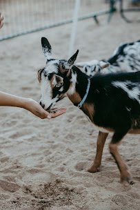 Haley’s Petting Zoo photo 4