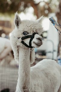 Haley’s Petting Zoo photo 5