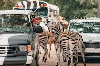 Wild Animal Safari - Pine Mountain, Georgia