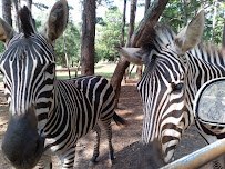 Wild Animal Safari - Pine Mountain, Georgia photo 3