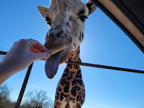 Wild Animal Safari - Pine Mountain, Georgia photo 4
