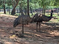 Wild Animal Safari - Pine Mountain, Georgia photo 5