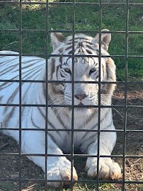 Wild Animal Safari - Pine Mountain, Georgia photo 6