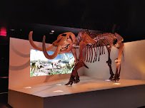 Houston Museum of Natural Science photo 5