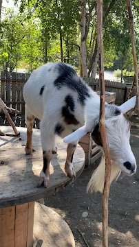 Petting Zoo photo 2