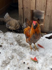 Petting Zoo photo 3
