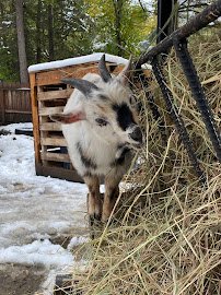 Petting Zoo photo 4