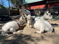 Petting Zoo photo 6