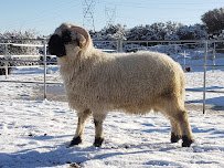 Rah-Rah Ranch, LLC Mobile Petting Zoo & Pony Rides photo 2