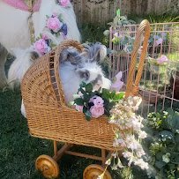 Rah-Rah Ranch, LLC Mobile Petting Zoo & Pony Rides photo 6