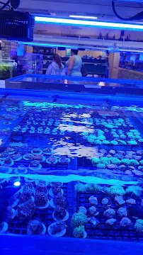 Aquarium Arts photo 2