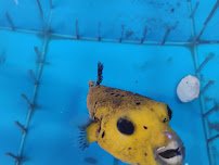 Aquarium Arts photo 4