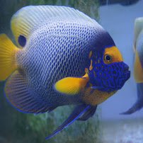 Aquarium Arts photo 5