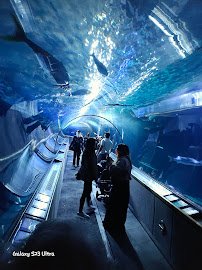 Aquarium of the Bay