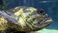 Aquarium of the Bay photo 2