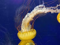 Aquarium of the Bay photo 3