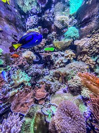 Aquarium of the Bay photo 5