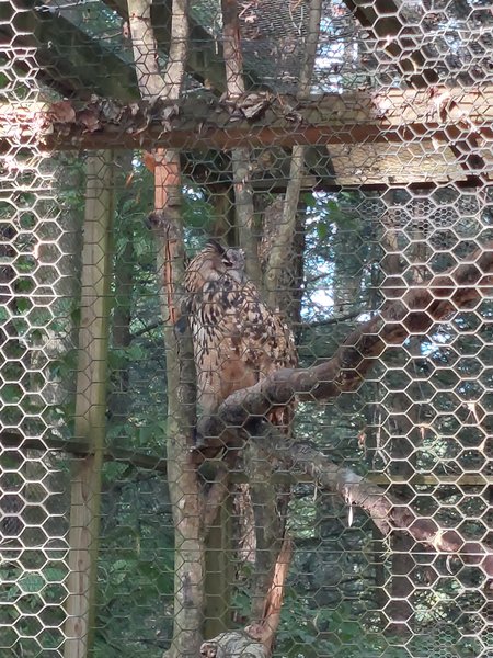 Leopard Loop Exhibits