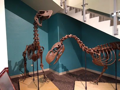 The Bishop Museum of Science and Nature photo 4