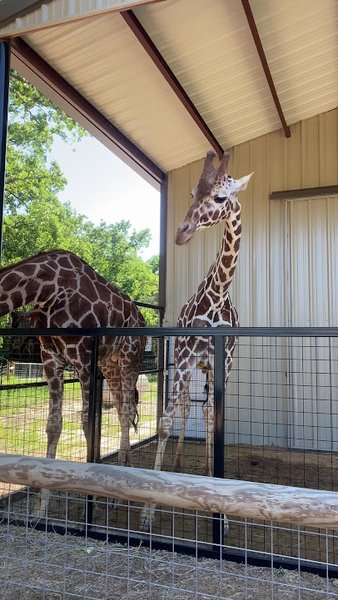 Zoofari, Kaufman Texas photo 2