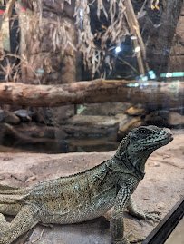 Reptile and Amphibian House