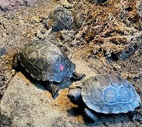 Reptile and Amphibian House photo 3