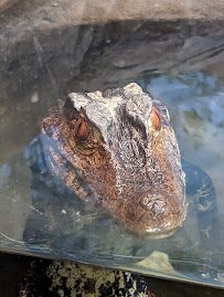 Reptile and Amphibian House photo 5
