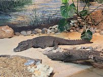 Reptile and Amphibian House photo 6