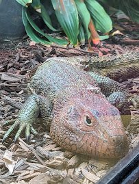 Reptile Discovery Center photo 2