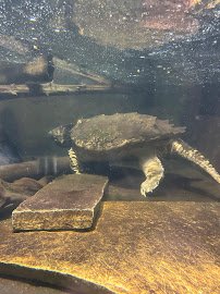 Reptile Discovery Center photo 3