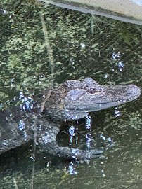 Reptile Discovery Center photo 4