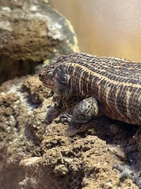 Reptile Discovery Center photo 5