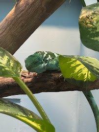 Reptile Discovery Center photo 6