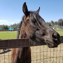 Jensen Alvarado Historic Ranch and Museum photo 5