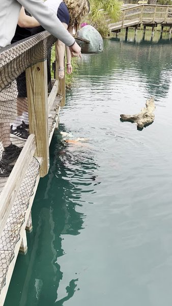 Tropical Adventure Mini Golf photo 2