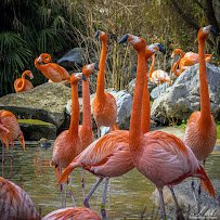 Riverbanks Zoo & Garden photo 5