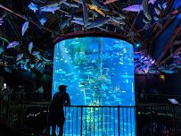 Wonders Of Wildlife National Museum & Aquarium photo 3