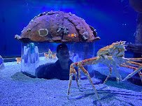 Wonders Of Wildlife National Museum & Aquarium photo 4