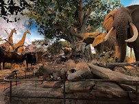 Wonders Of Wildlife National Museum & Aquarium photo 5