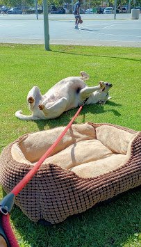 Six Flags Great Escape Lodge & Indoor Waterpark photo 5