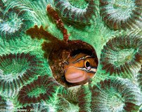 Ocean Floor Aquariums Inc photo 4