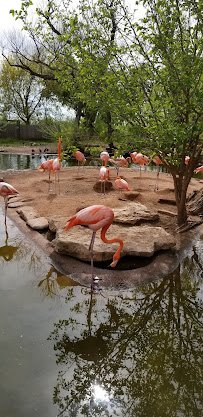 Zoo Lake At Sunrise photo 3