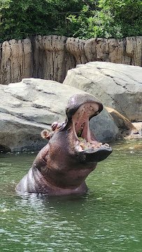 Simmons Hippo Outpost