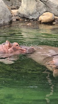 Simmons Hippo Outpost photo 2