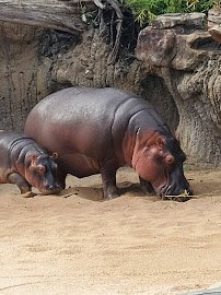 Simmons Hippo Outpost photo 4