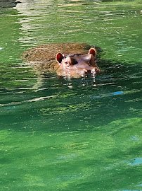 Simmons Hippo Outpost photo 5