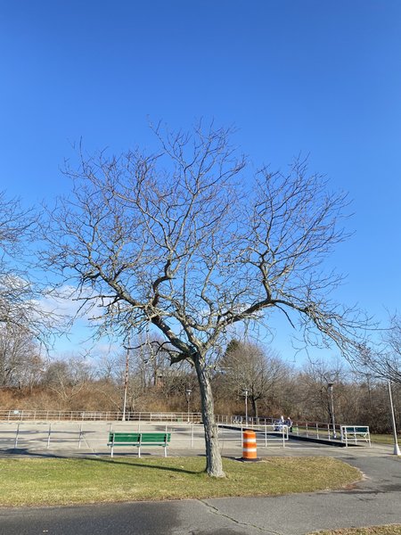 Roller rink- Cedar Creek Park photo 4